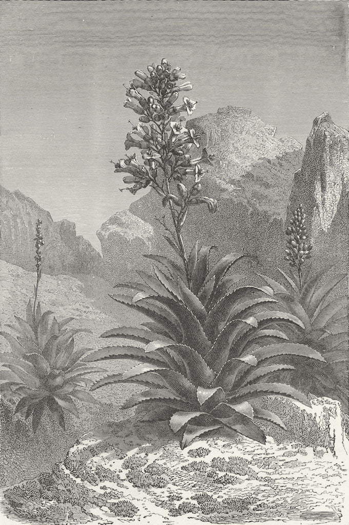 MEXICO. Agaves in Bloom 1880 old antique vintage print picture